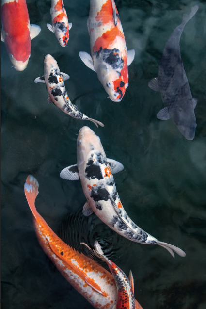 poisson